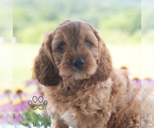Cavapoo (Miniature) Puppy for sale in PAXINOS, PA, USA