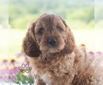 Small Cavapoo (Miniature)