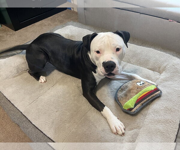 Medium Photo #1 American Staffordshire Terrier-Unknown Mix Puppy For Sale in Oakhurst, NJ, USA