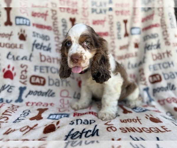 Medium Photo #2 Cocker Spaniel Puppy For Sale in LAKELAND, FL, USA