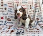 Small #1 Cocker Spaniel