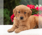 Small #4 Golden Retriever