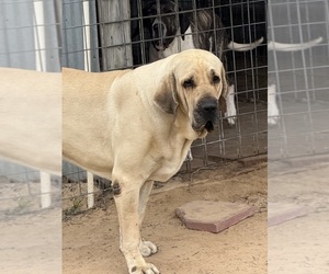 Father of the Fila Brasileiro puppies born on 12/15/2024
