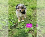 Puppy Dolly Australian Shepherd