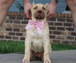 Puppy Cyan Collar American Bully