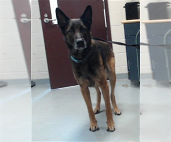 Medium Photo #1 German Shepherd Dog Puppy For Sale in Fayetteville, NC, USA