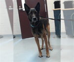 Small German Shepherd Dog
