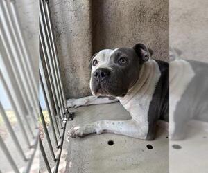 American Staffordshire Terrier-Unknown Mix Dogs for adoption in Oklahoma City, OK, USA
