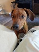 Small Photo #9 Rhodesian Ridgeback Puppy For Sale in CLINTON, OH, USA