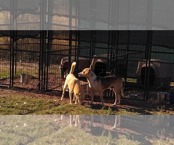 Medium Photo #4 Labrador Retriever-Unknown Mix Puppy For Sale in Orange Grove, TX, USA
