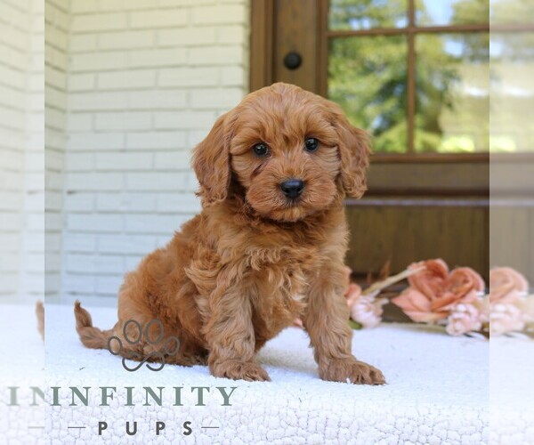 Medium Photo #4 Cavapoo (Miniature) Puppy For Sale in NARVON, PA, USA