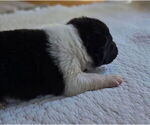 Small #2 Akita