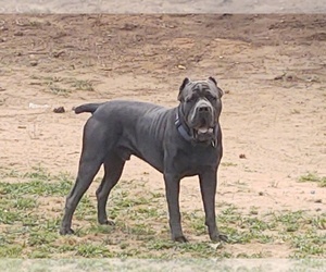 Cane Corso Dog for Adoption in JACKSON, Georgia USA