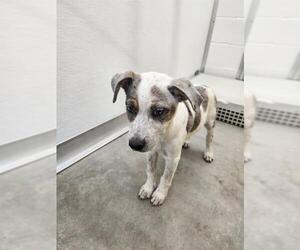 Catahoula Leopard Dog-Unknown Mix Dogs for adoption in Temple, TX, USA
