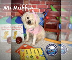 Small #1 Maltese Mix
