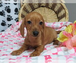 Small Dachshund