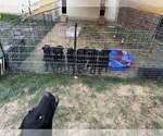 Image preview for Ad Listing. Nickname: Litter of 7