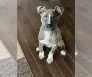 Boxer-Unknown Mix Dogs for adoption in New York, NY, USA