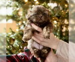 Small Shih Tzu