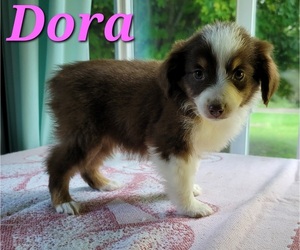 Miniature Australian Shepherd Puppy for sale in HOLTON, MI, USA