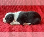 Small #5 Australian Shepherd
