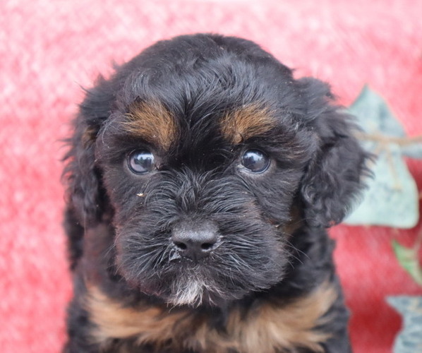 Medium Photo #16 Cavapoo Puppy For Sale in THORP, WI, USA
