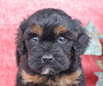 Small Photo #16 Cavapoo Puppy For Sale in THORP, WI, USA