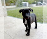 Small #3 Labrador Retriever Mix