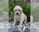 Small #2 Golden Retriever