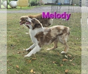 Mother of the Miniature Australian Shepherd puppies born on 07/24/2025