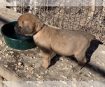 Small Photo #1 Mastiff Puppy For Sale in CANON CITY, CO, USA