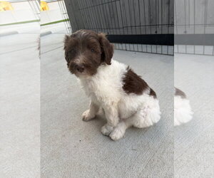 Australian Shepherd-Unknown Mix Dogs for adoption in Sandy, UT, USA