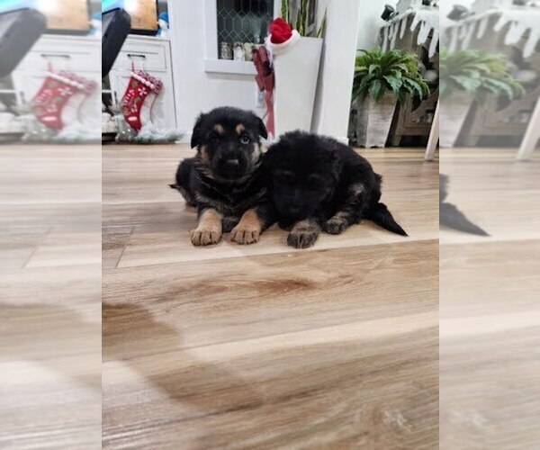 Medium Photo #2 German Shepherd Dog Puppy For Sale in AUBURN, WA, USA