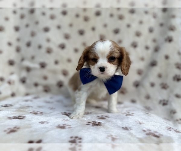 Medium Photo #2 Cavalier King Charles Spaniel Puppy For Sale in LAKELAND, FL, USA