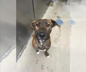 Mutt Dogs for adoption in Santa Cruz, CA, USA