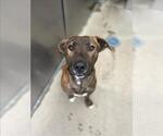 LEON* - Male Mutt Dog for Adoption - Small photo