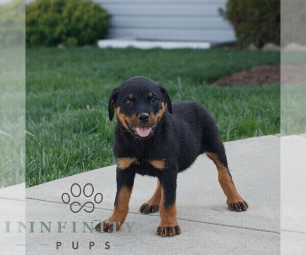 Medium Photo #2 Rottweiler Puppy For Sale in CHRISTIANA, PA, USA