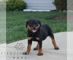 Small #1 Rottweiler