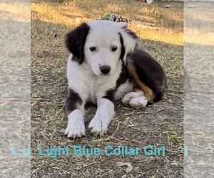 Miniature Australian Shepherd Puppy for Sale in KYLE, Texas USA