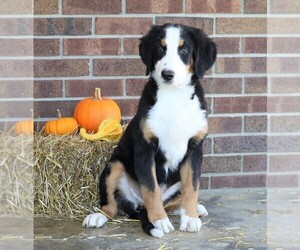 Bernese Mountain Dog Puppy for sale in FREDERICKSBG, OH, USA