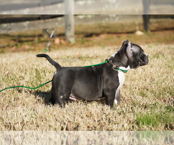 Medium Photo #6 American Bully Puppy For Sale in FERN CREEK, KY, USA