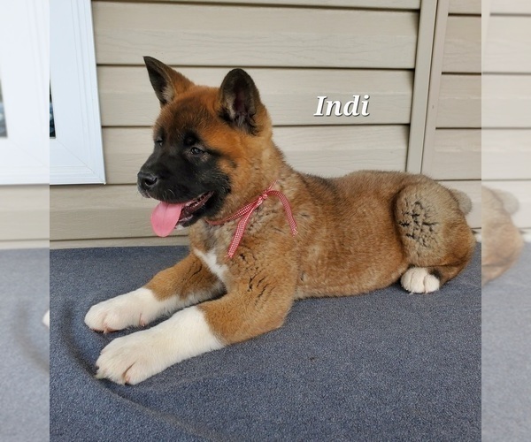Medium Photo #4 Akita Puppy For Sale in FRESNO, OH, USA