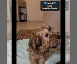 Small #2 Yorkshire Terrier