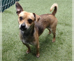 Chihuahua Dogs for adoption in Downey, CA, USA
