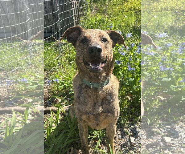 Medium Photo #3 Mutt Puppy For Sale in Sykesville, MD, USA