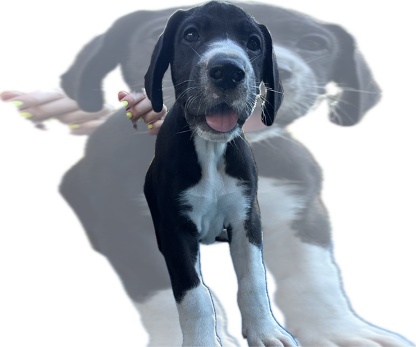 Medium Photo #4 Great Dane Puppy For Sale in WILLIS, TX, USA