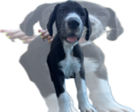 Pearl - Female Great Dane Puppy for Sale - Photo #4