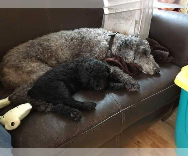 Medium Photo #2 Poodle (Standard) Puppy For Sale in PLYMOUTH, MA, USA