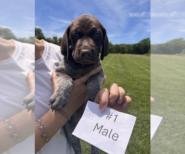 Medium Photo #1 German Shorthaired Pointer Puppy For Sale in BATESVILLE, IN, USA