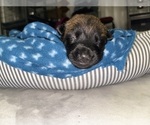 Small Photo #165 Belgian Malinois Puppy For Sale in REESEVILLE, WI, USA